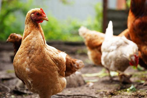 Poultry Shed Cleaning